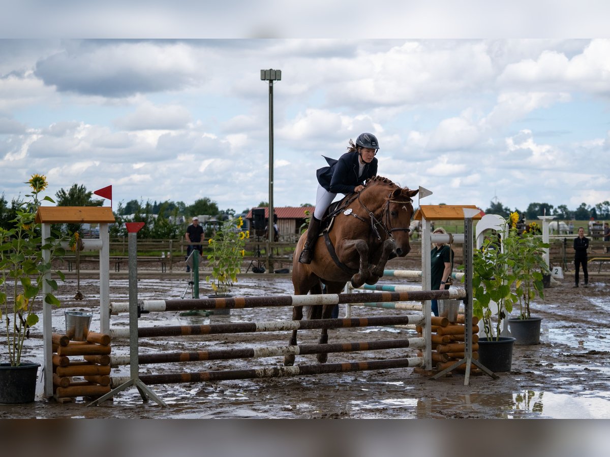 Hannoveraan Merrie 11 Jaar 168 cm Vos in Pr&#xF6;tzel HarnekopPr&#xF6;tzel
