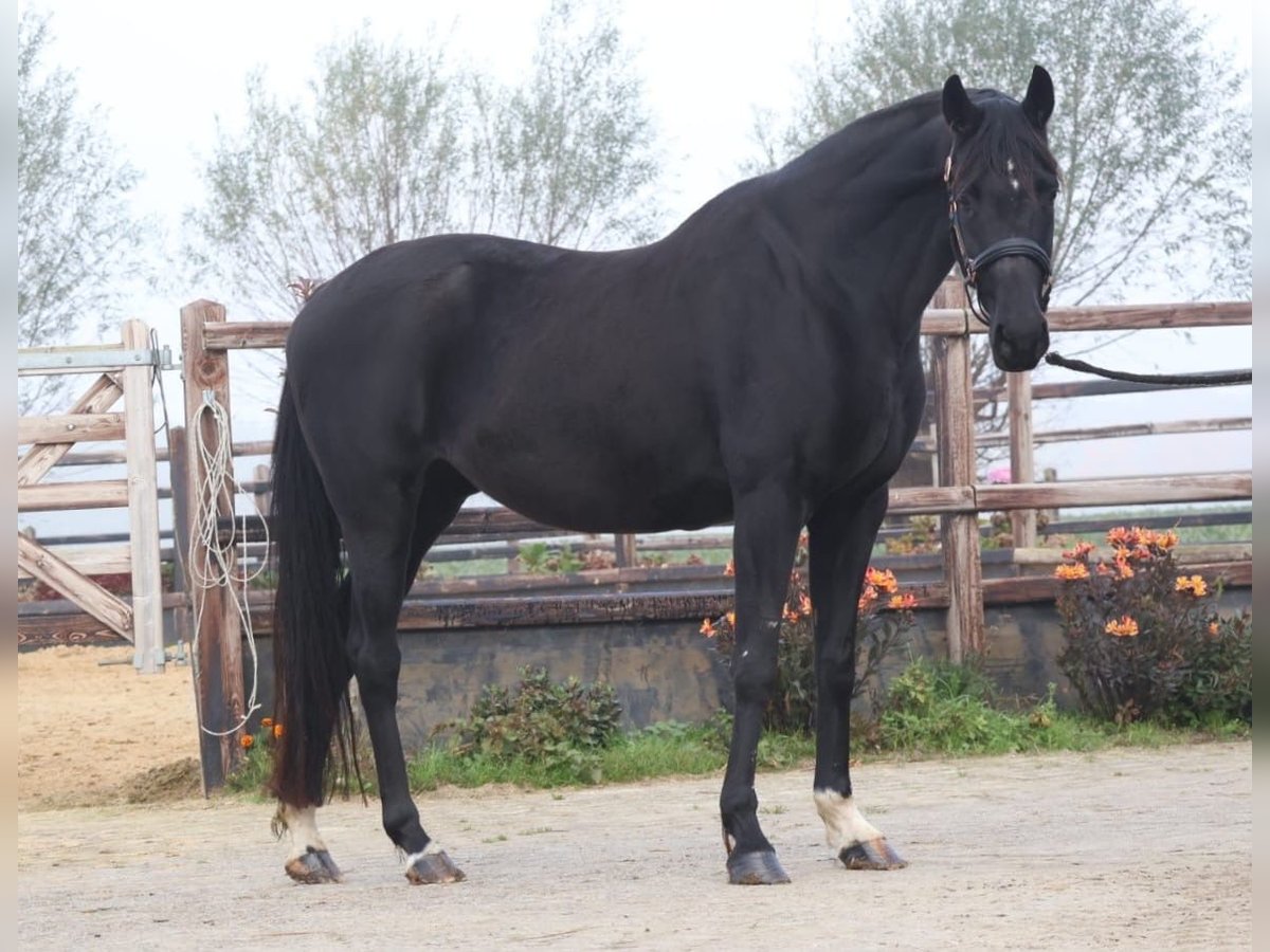 Hannoveraan Merrie 11 Jaar 168 cm Zwart in Bocholt