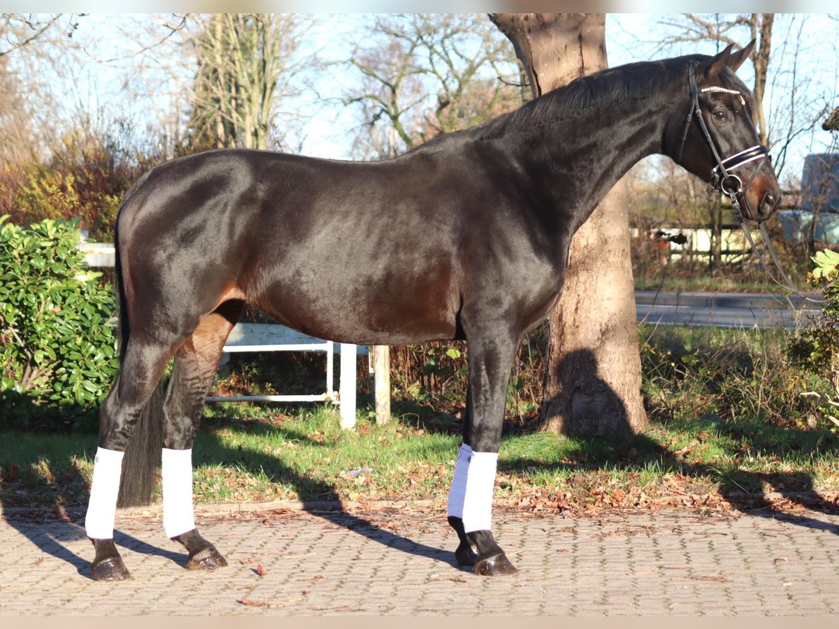 Hannoveraan Merrie 11 Jaar 170 cm Donkerbruin in Selsingen