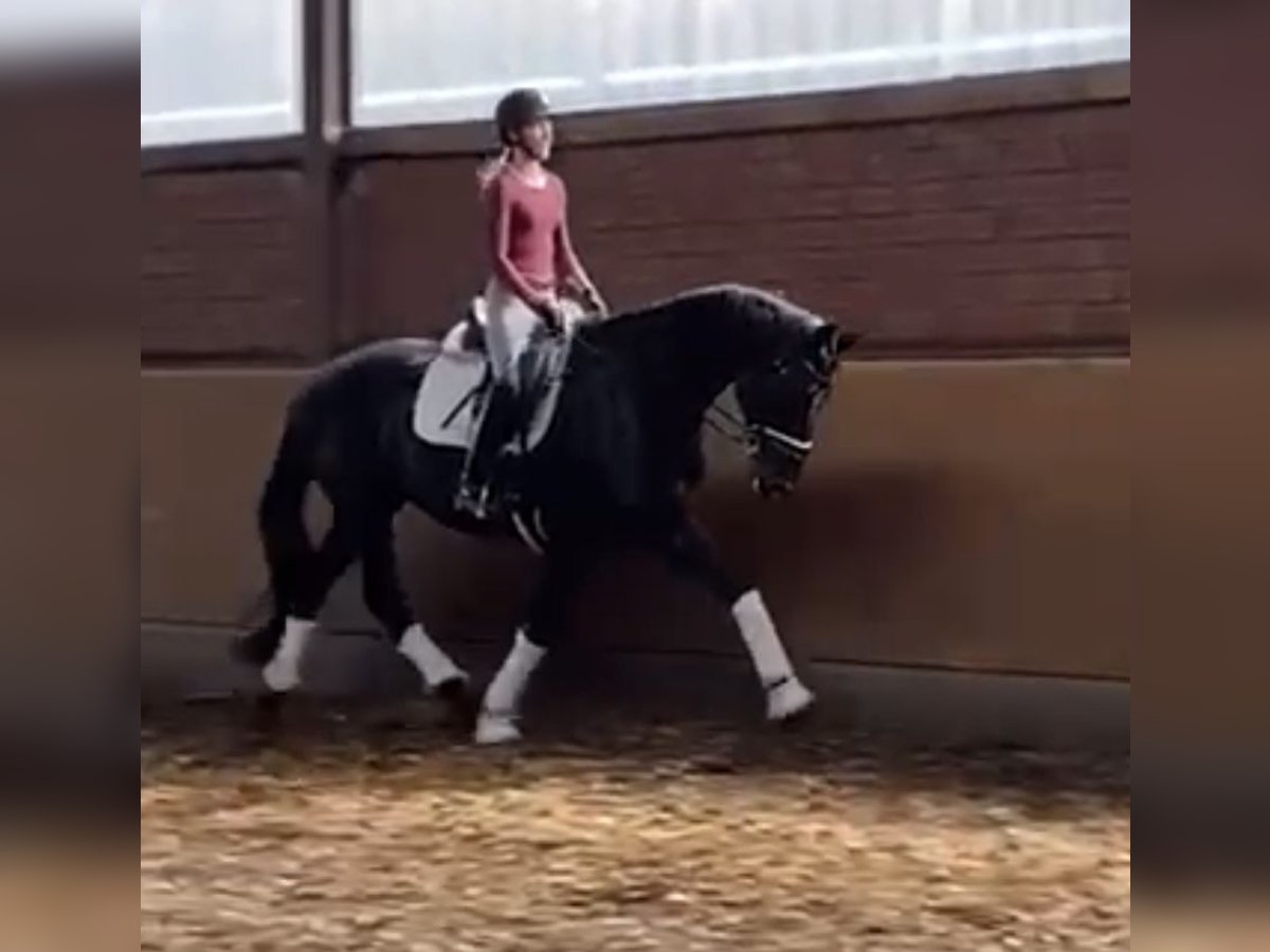 Hannoveraan Merrie 11 Jaar 171 cm Zwart in Hamm Hannoveraan Merrie 11 Jaar 171 cm Zwart in Hamm