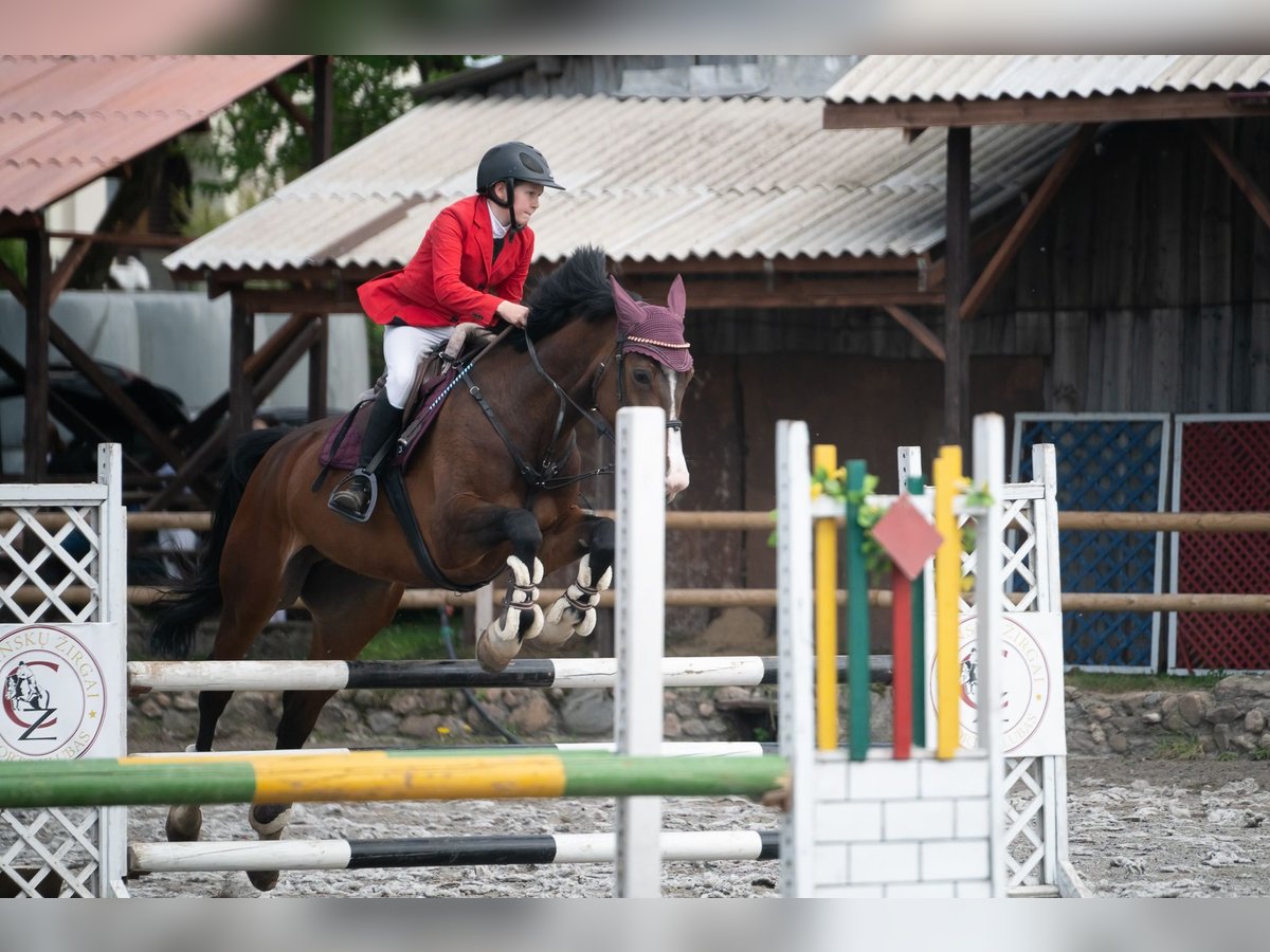 Hannoveraan Merrie 11 Jaar 172 cm Roodbruin in Paupis