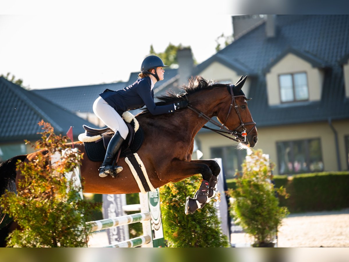 Hannoveraan Merrie 11 Jaar 172 cm Roodbruin in Piaseczno