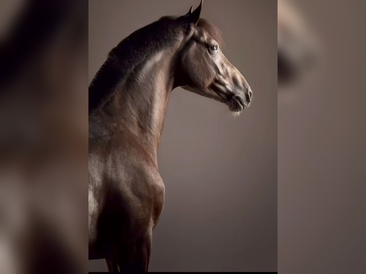 Hannoveraan Merrie 12 Jaar 150 cm Bruin in Soltau