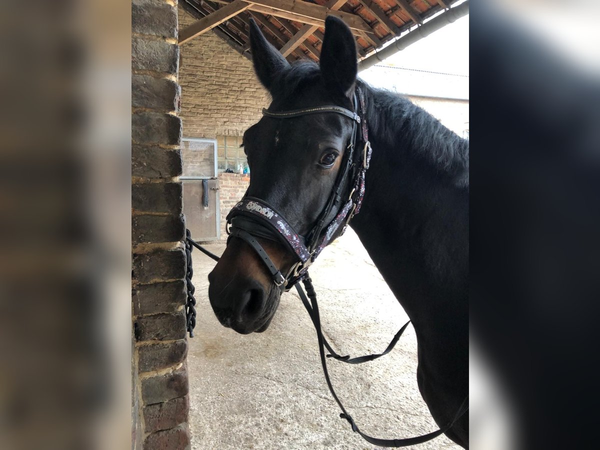 Hannoveraan Merrie 12 Jaar 162 cm Donkerbruin in Aachen