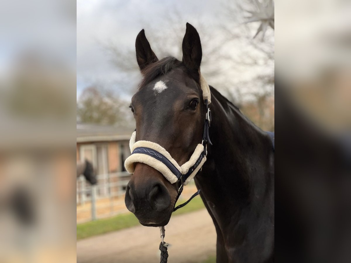 Hannoveraan Merrie 12 Jaar 165 cm Zwartbruin in Celle