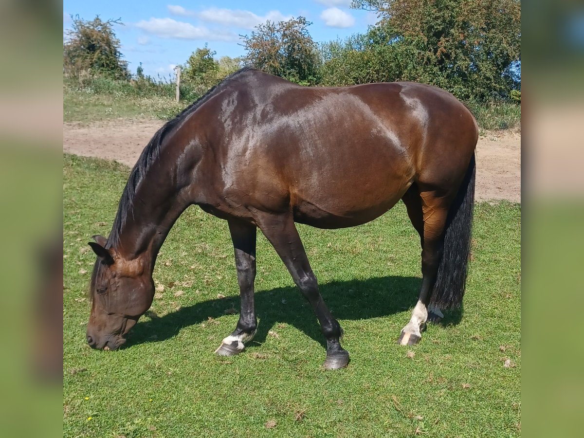 Hannoveraan Merrie 12 Jaar 167 cm Donkerbruin in Mühlenberge