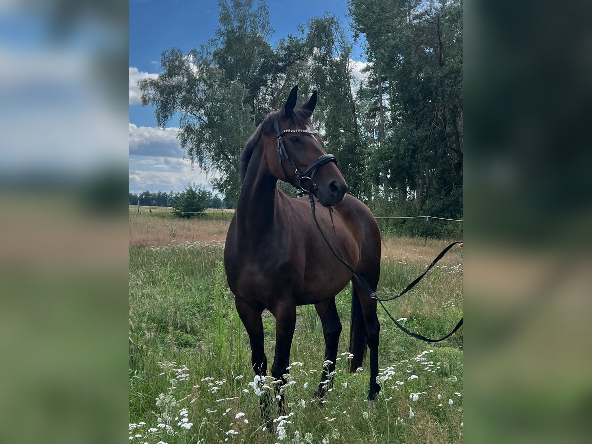 Hannoveraan Merrie 12 Jaar 168 cm Bruin in Löwenberger Land