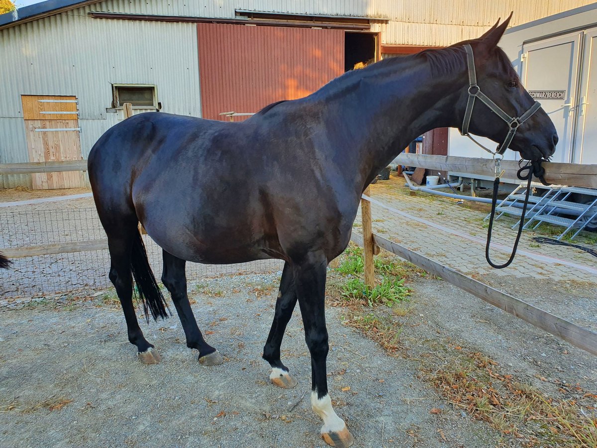 Hannoveraan Merrie 12 Jaar 168 cm in Salem