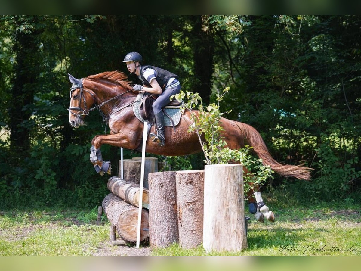 Hannoveraan Merrie 12 Jaar 168 cm Vos in Kaufbeuren