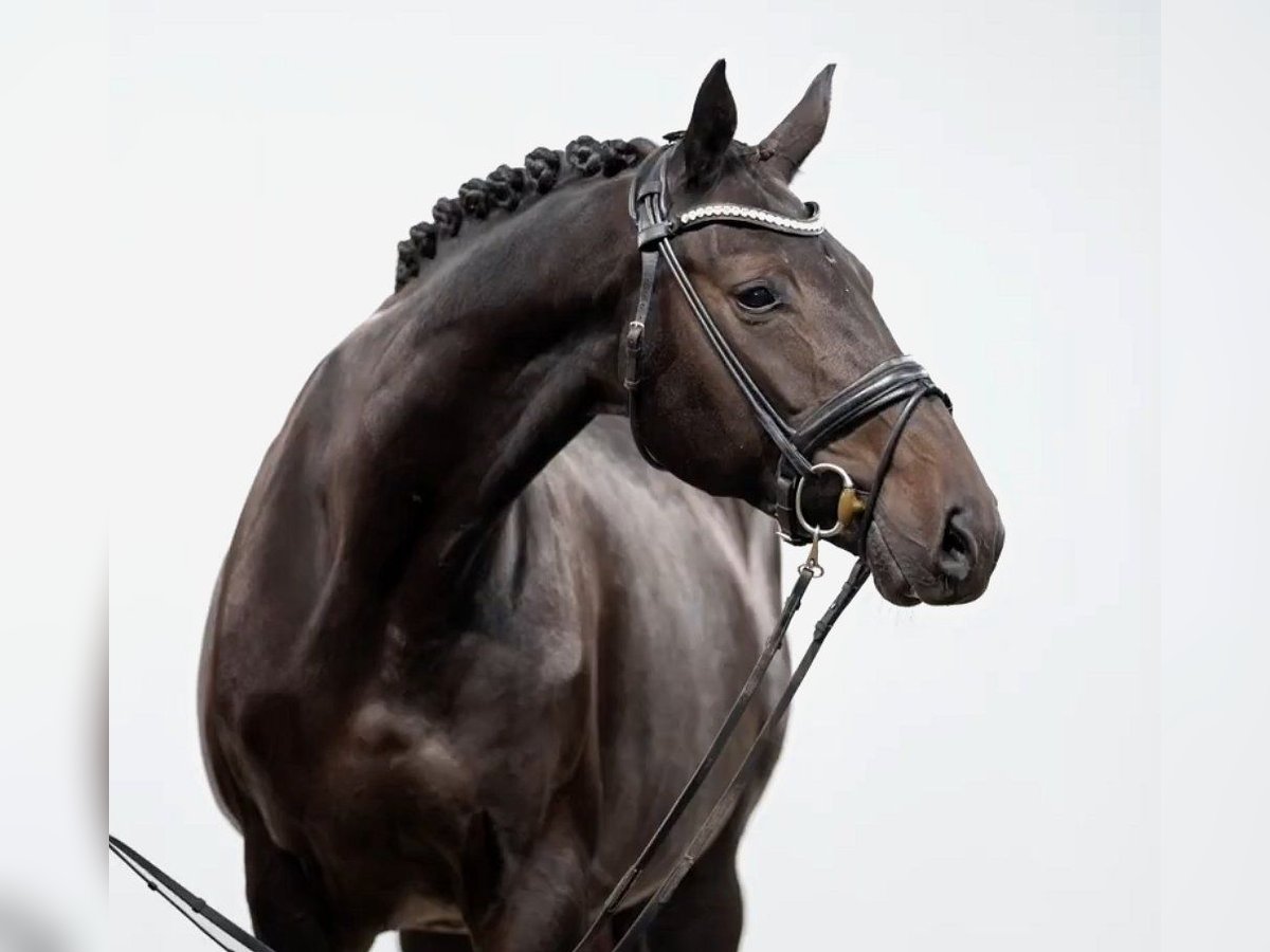 Hannoveraan Merrie 12 Jaar 168 cm Zwartbruin in Telgte