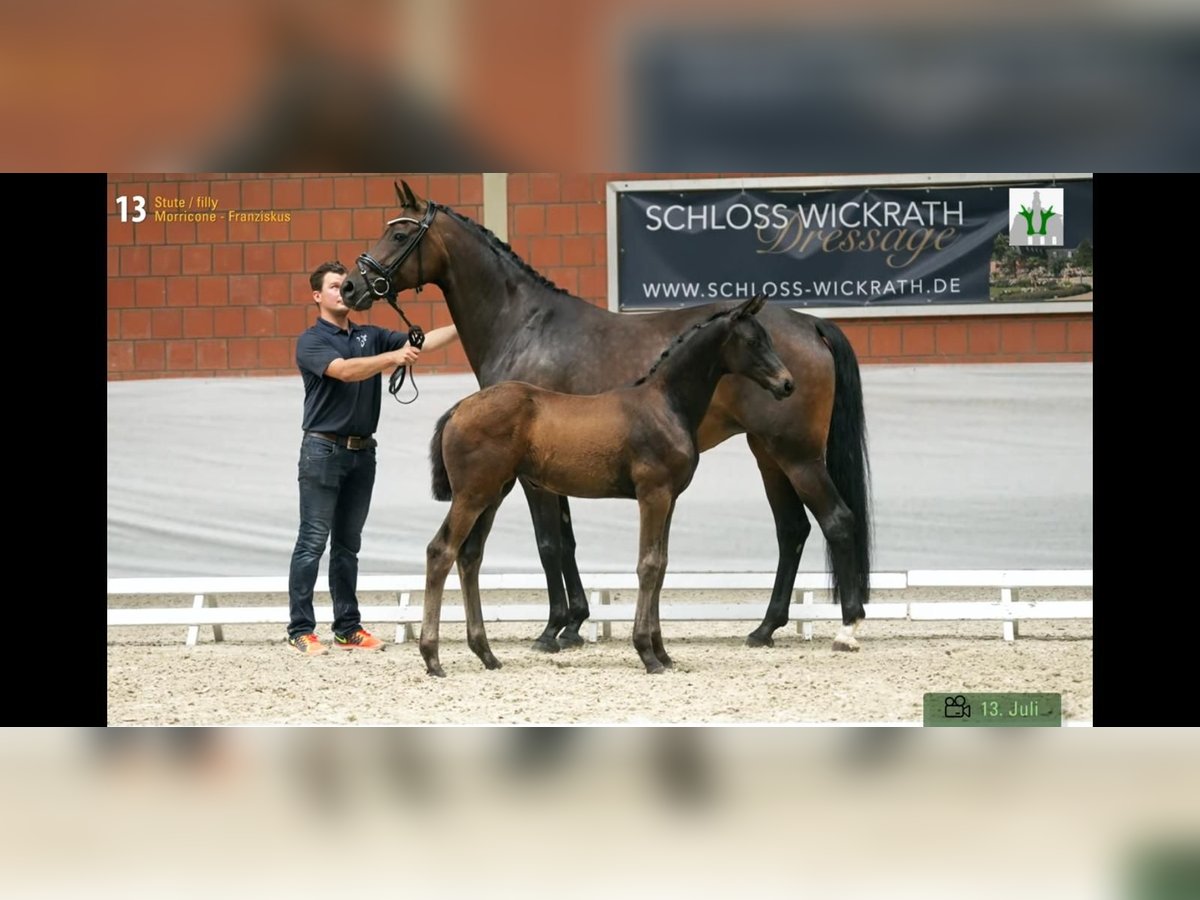 Hannoveraan Merrie 12 Jaar 170 cm Zwartbruin in Mettmann