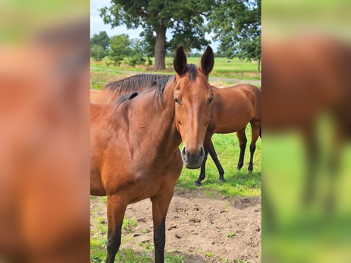 Hannoveraan Merrie 12 Jaar 172 cm Bruin in Gorleben Meetschow