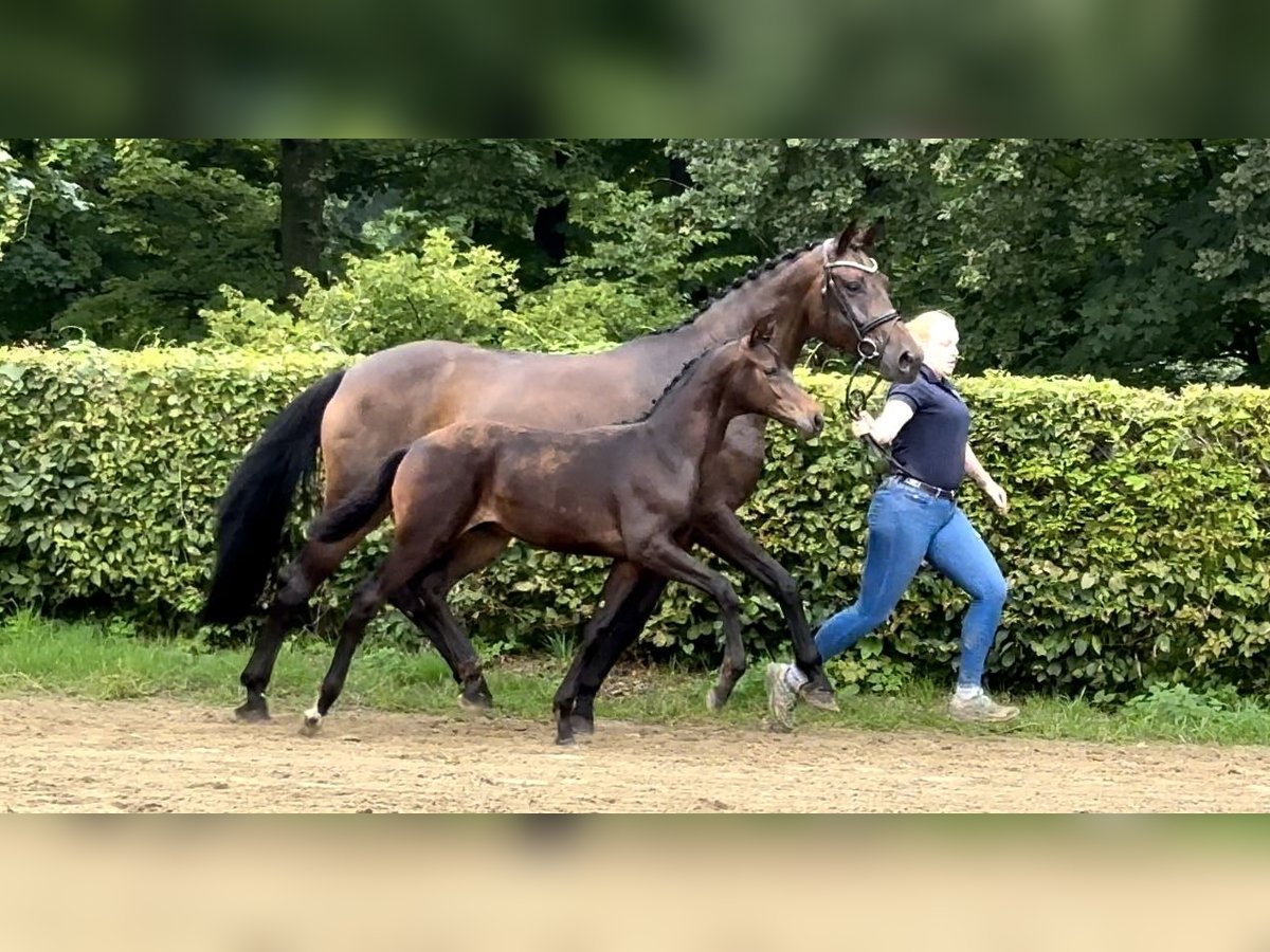 Hannoveraan Merrie 12 Jaar 172 cm Donkerbruin in Mettmann