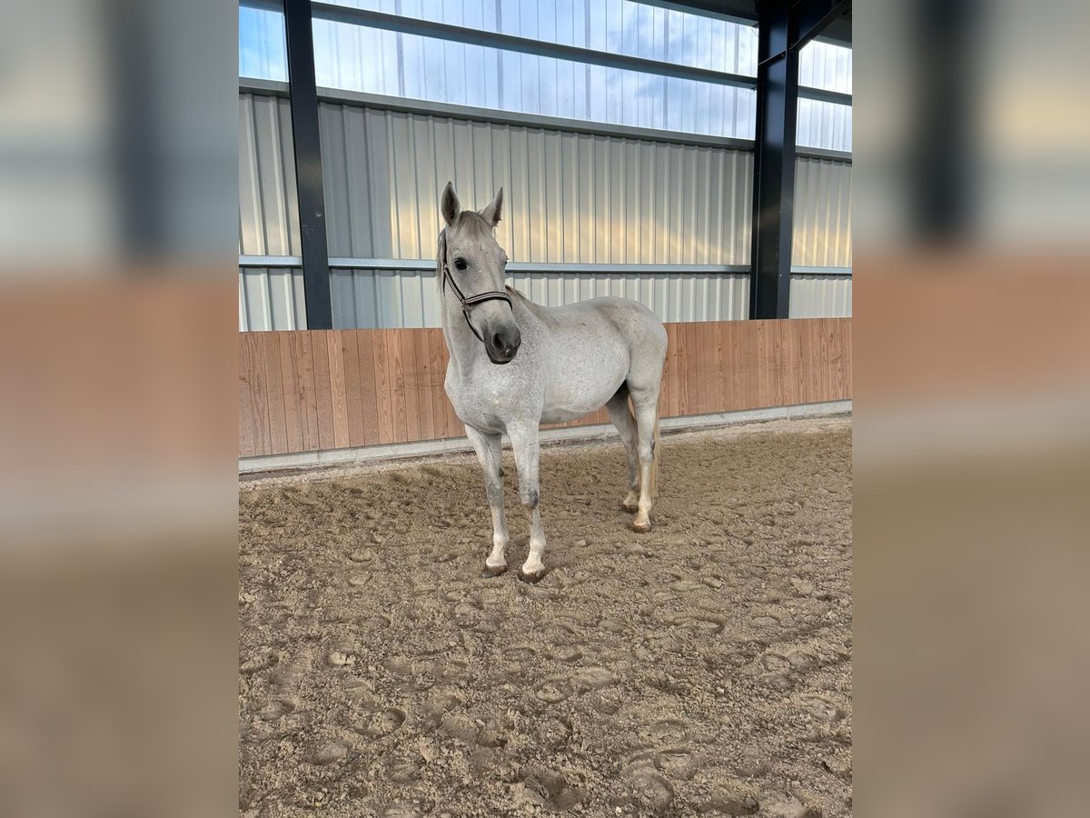 Hannoveraan Merrie 12 Jaar 174 cm Zwartschimmel in Höpfingen