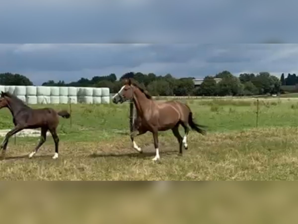 Hannoveraan Merrie 13 Jaar 160 cm Donkere-vos in Bielefeld Hannoveraan Merrie 13 Jaar 160 cm Donkere-vos in Bielefeld