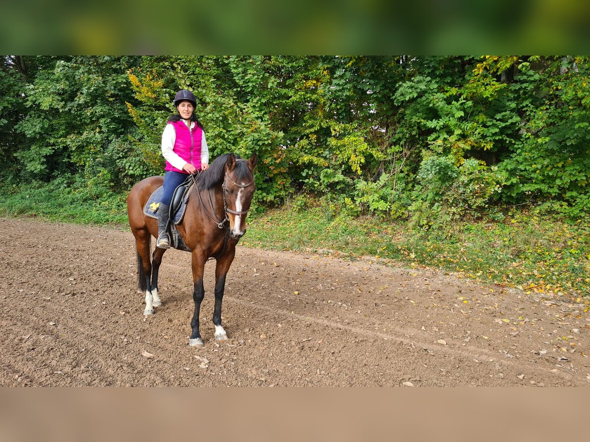 Hannoveraan Merrie 13 Jaar 164 cm Bruin in Neuburg an der Donau