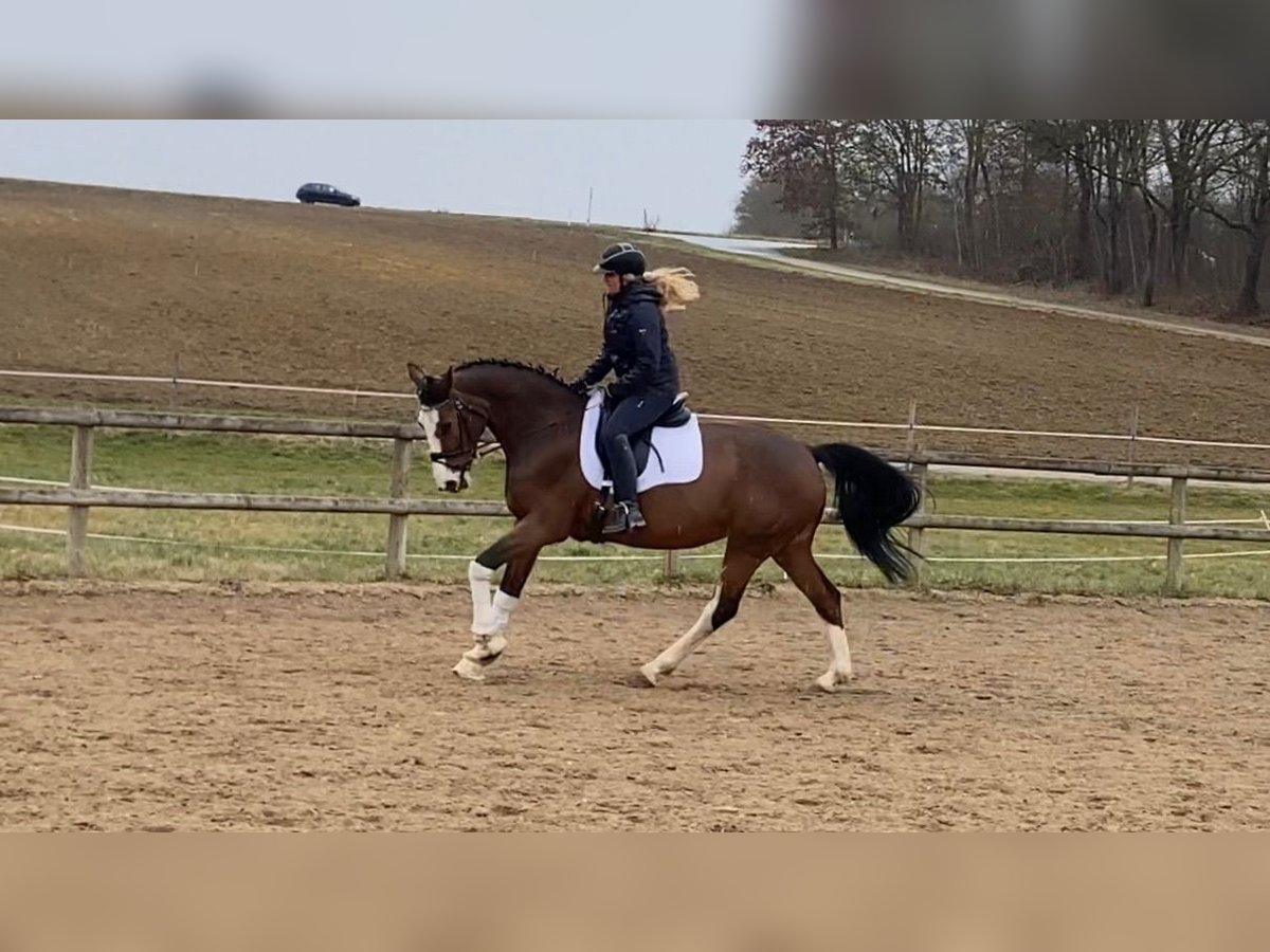 Hannoveraan Merrie 13 Jaar 164 cm Bruin in Bad Abbach