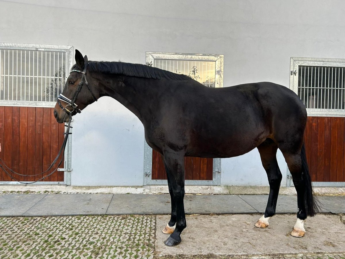 Hannoveraan Merrie 13 Jaar 164 cm Donkerbruin in Melle