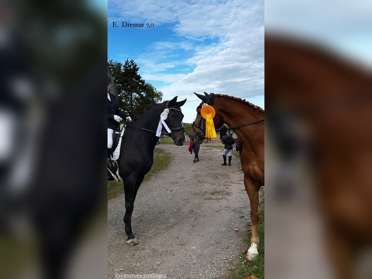 Hannoveraan Merrie 13 Jaar 165 cm Donkerbruin in Königslutter am Elm