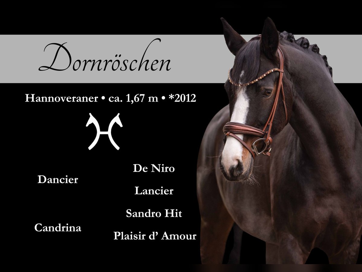 Hannoveraan Merrie 13 Jaar 167 cm Donkerbruin in Wehringen