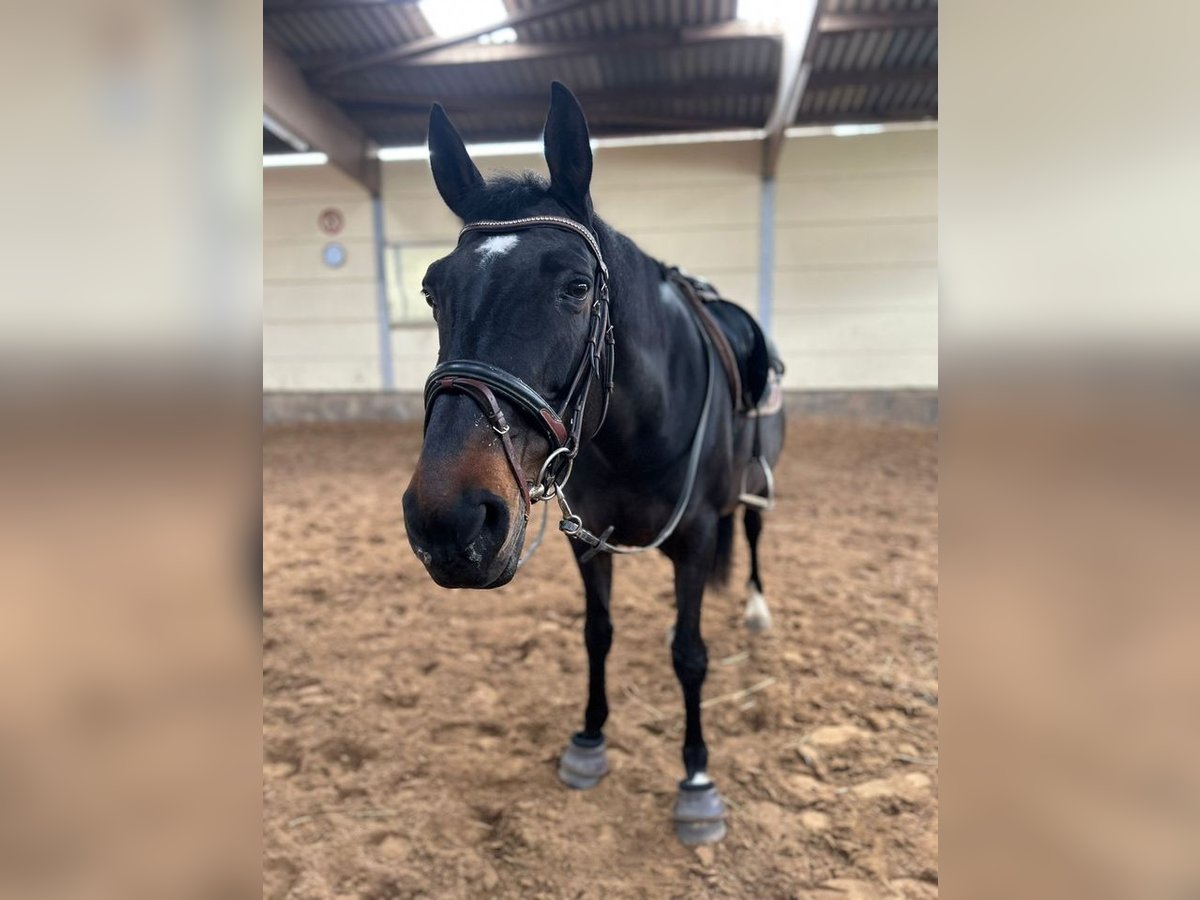 Hannoveraan Merrie 13 Jaar 167 cm Zwartbruin in Altenstadt/Oberau