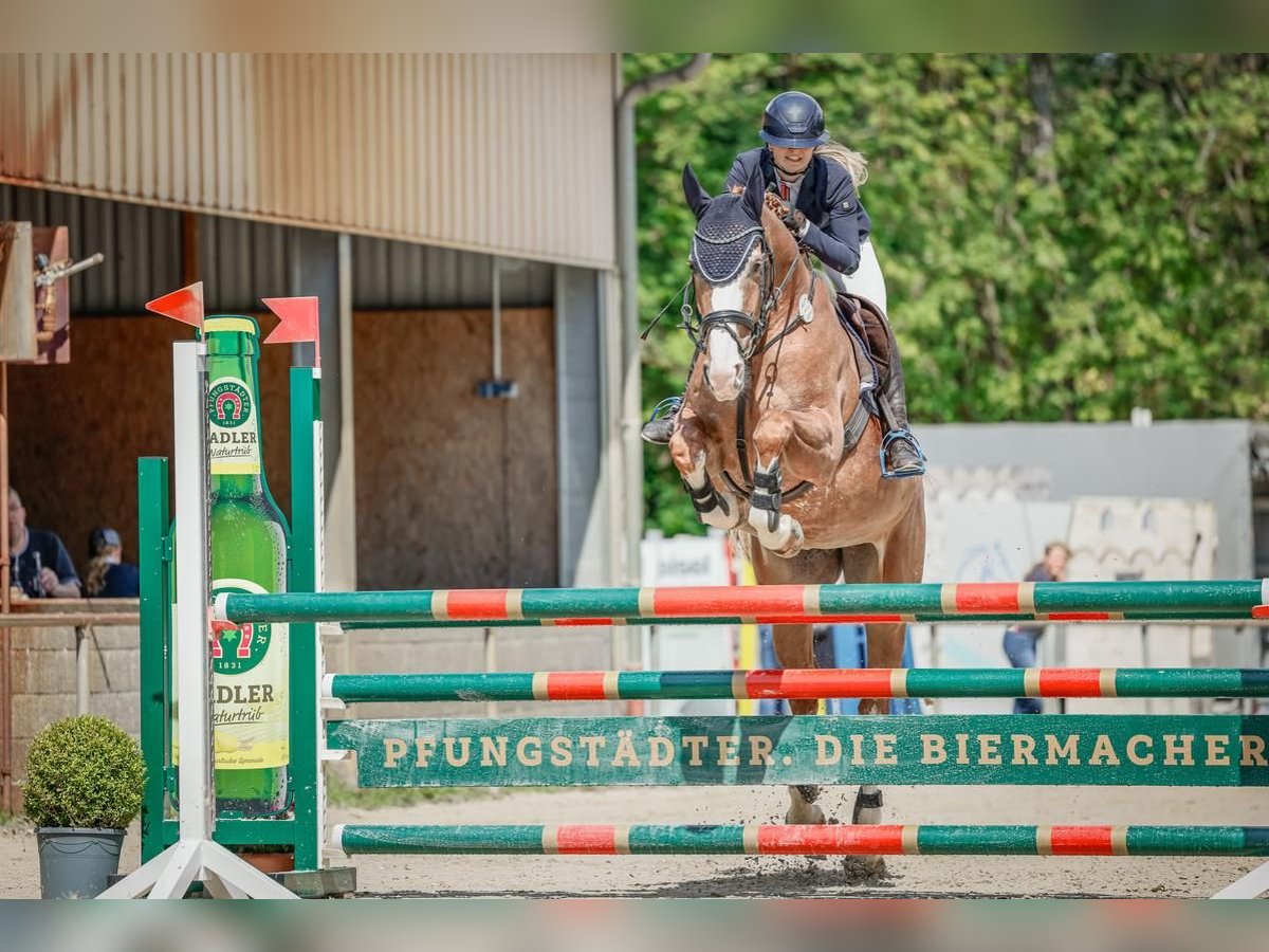 Hannoveraan Merrie 13 Jaar 168 cm Vos in Wächtersbach