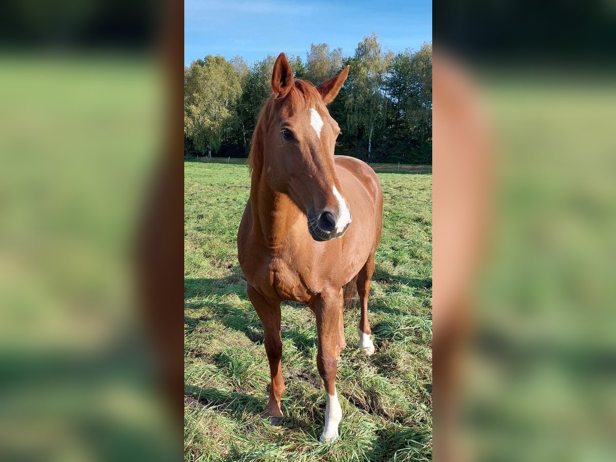 Hannoveraan Merrie 14 Jaar 162 cm in Trebel