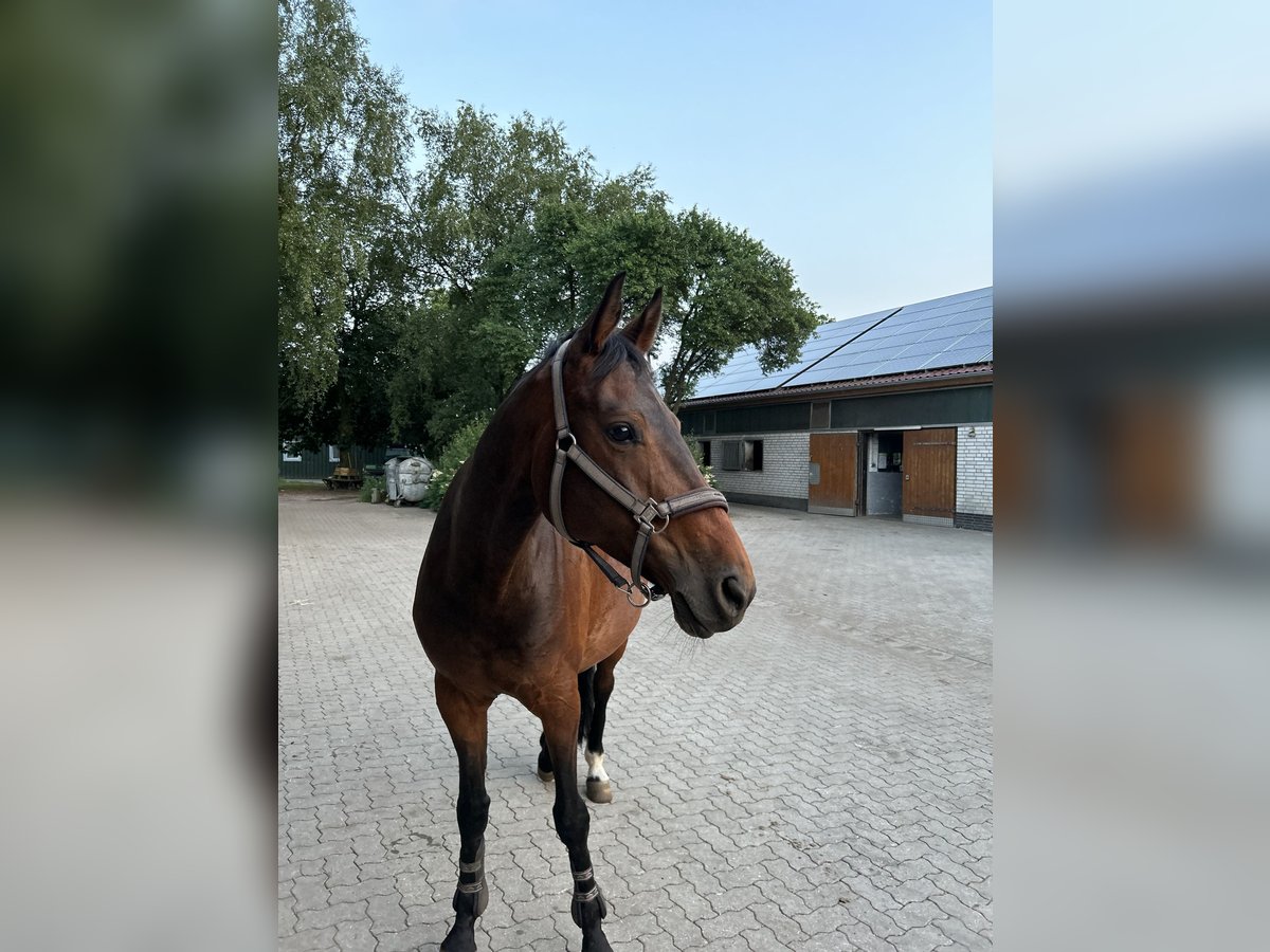 Hannoveraan Merrie 14 Jaar 165 cm Donkerbruin in Norderstedt