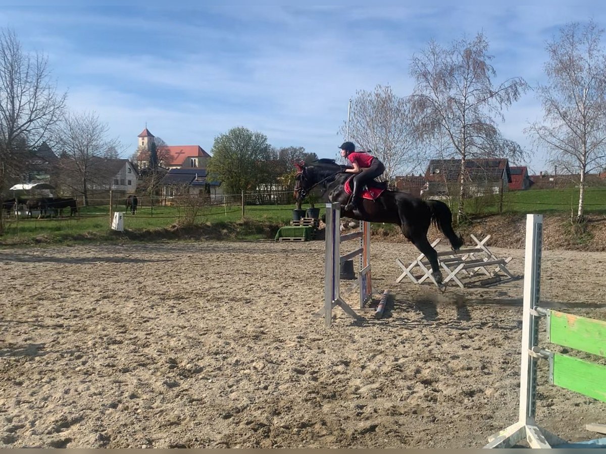 Hannoveraan Merrie 14 Jaar 165 cm Donkerbruin in Schömberg