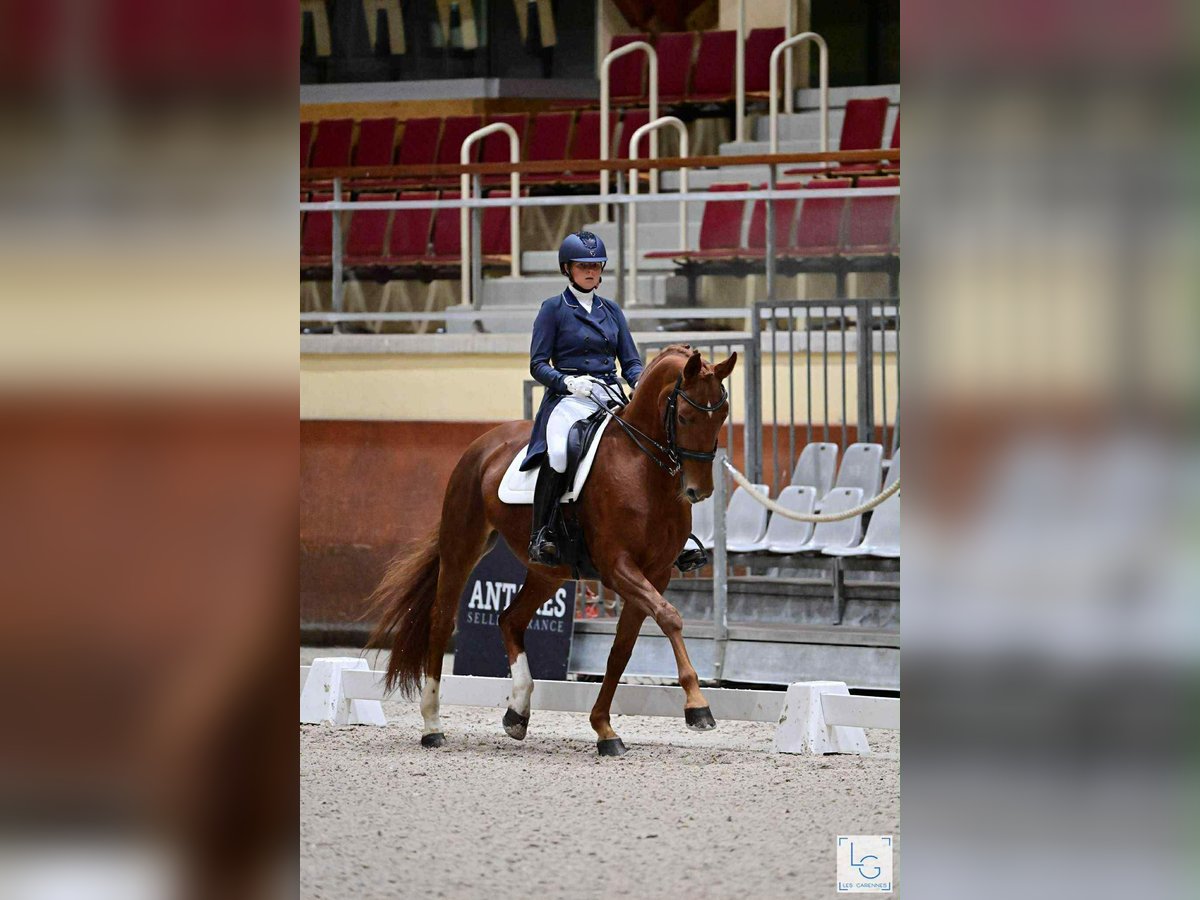 Hannoveraan Merrie 14 Jaar 165 cm Vos in Le Vernet