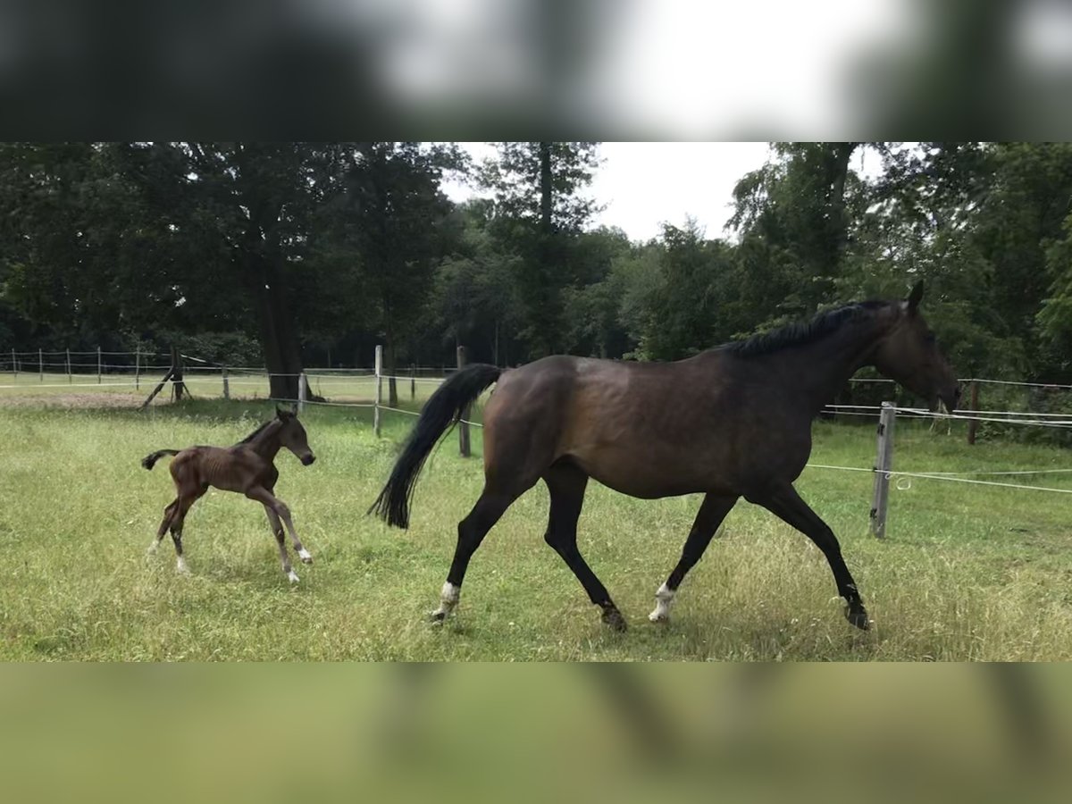 Hannoveraan Merrie 14 Jaar 168 cm Donkerbruin in Warendorf