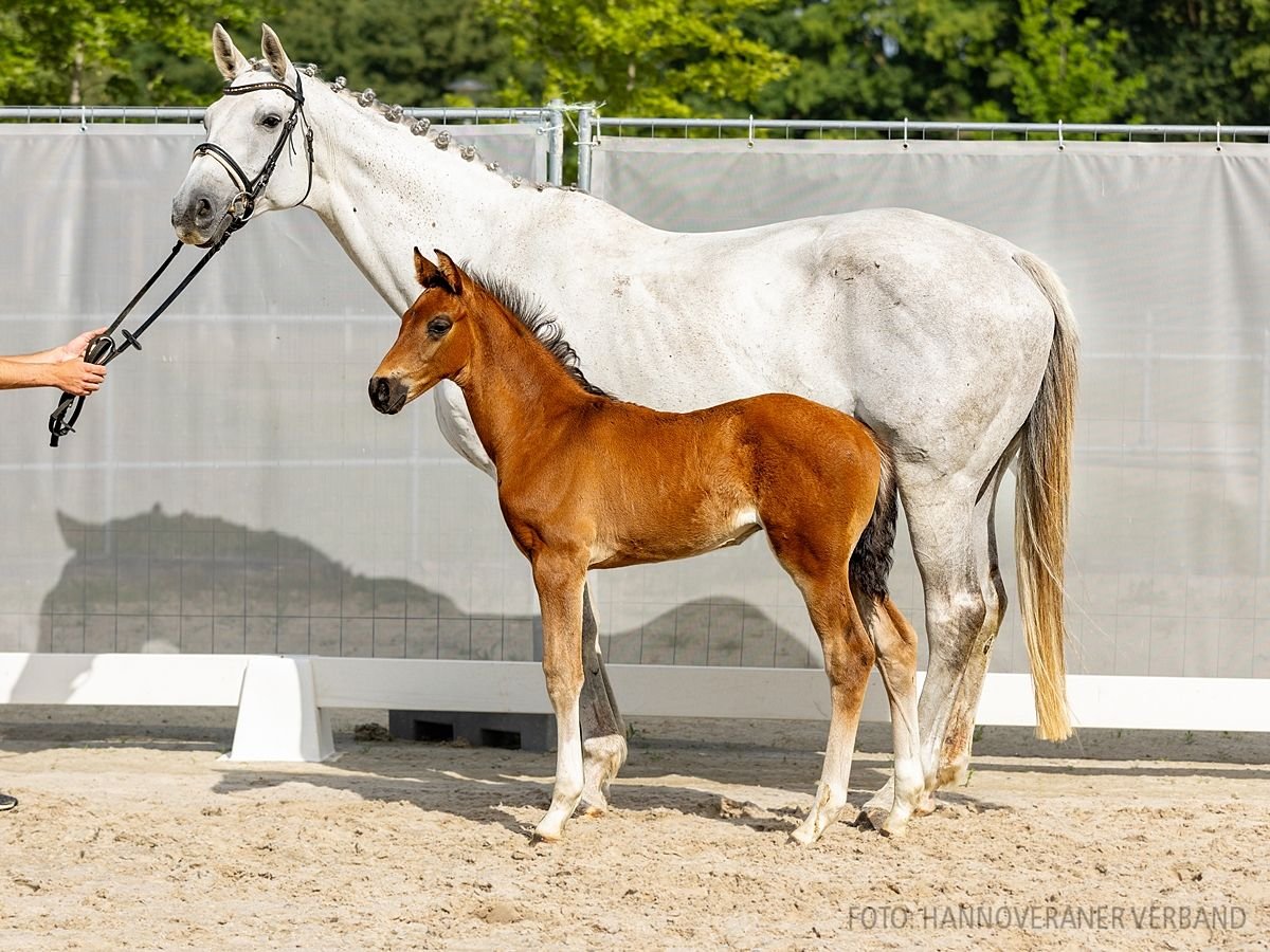 Hannoveraan Merrie 14 Jaar 169 cm Schimmel in Schwanewede