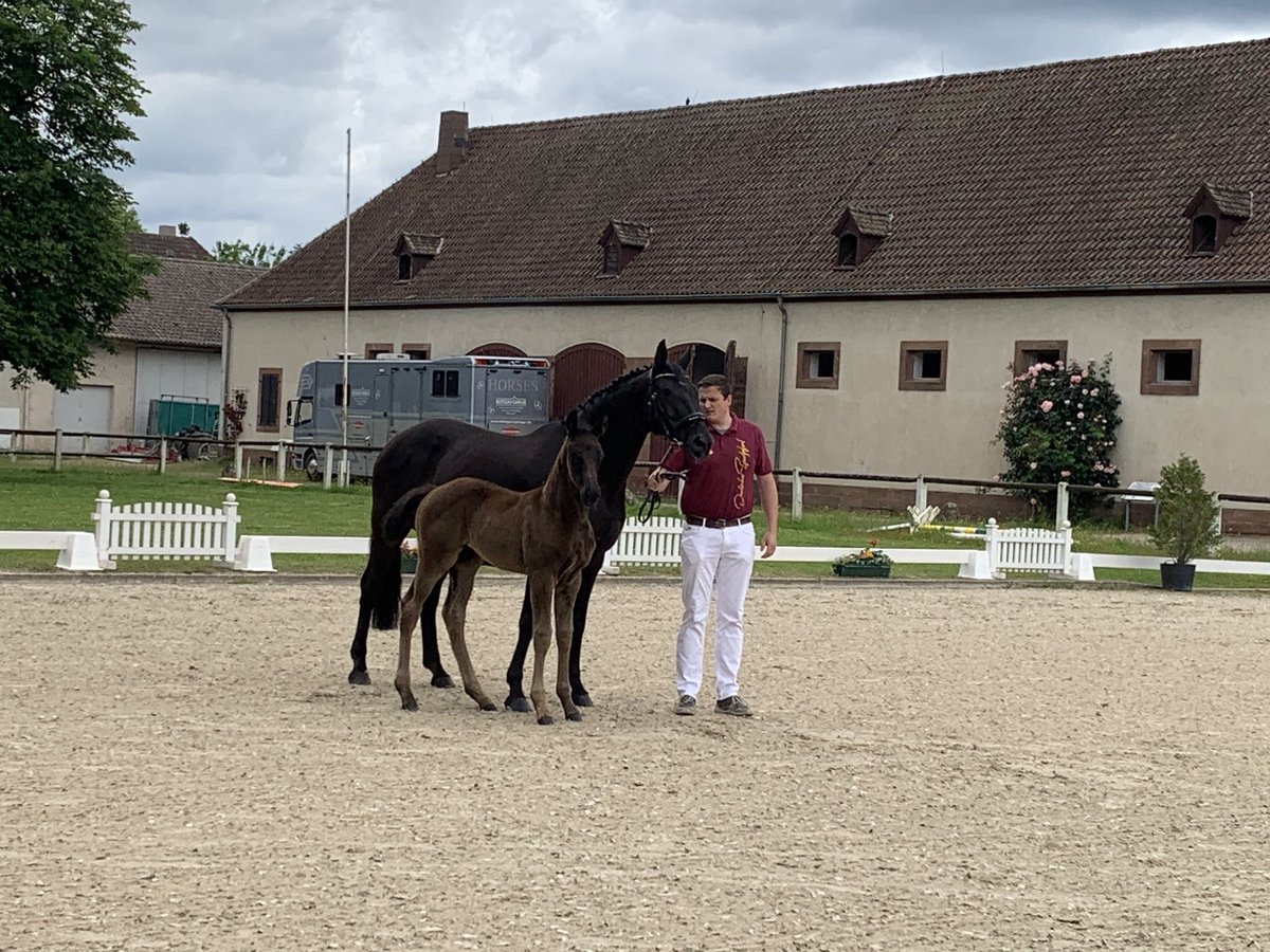 Hannoveraan Merrie 14 Jaar 169 cm Zwart in Oberhausen