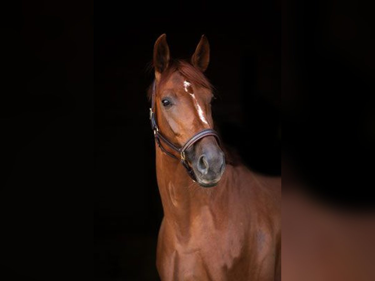 Hannoveraan Merrie 14 Jaar 170 cm Vos in Hetzerath