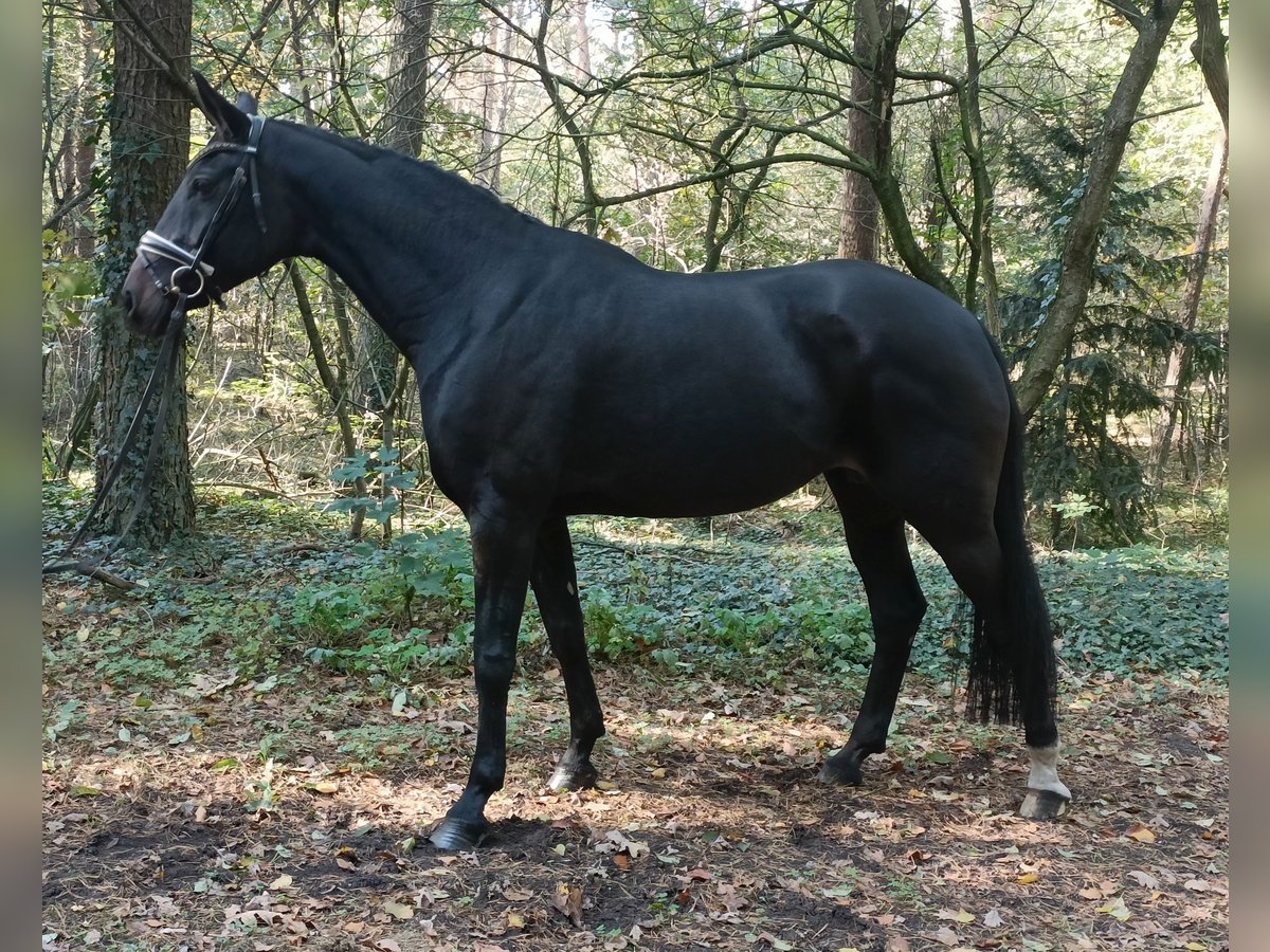 Hannoveraan Merrie 14 Jaar 171 cm Donkerbruin in Barenburg