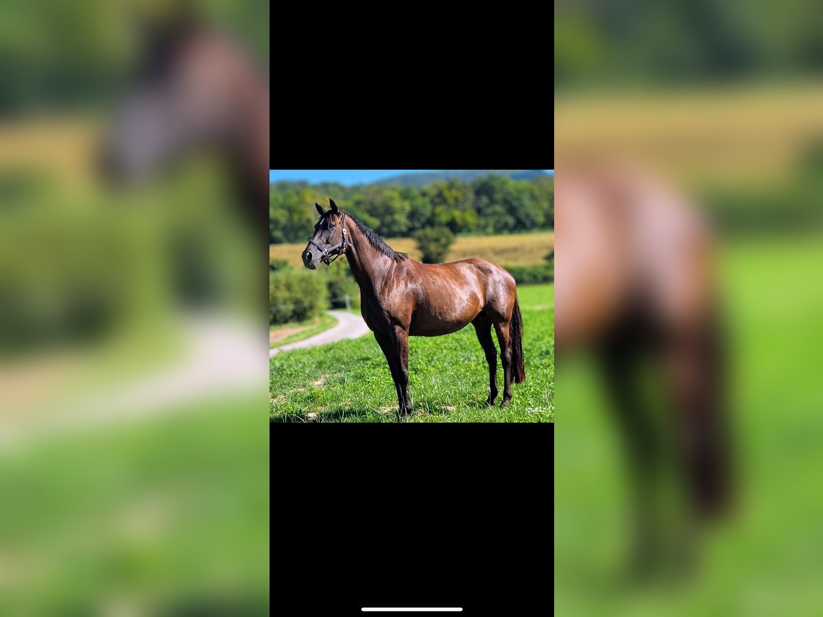Hannoveraan Merrie 14 Jaar 172 cm Zwartbruin in Wolfhagen