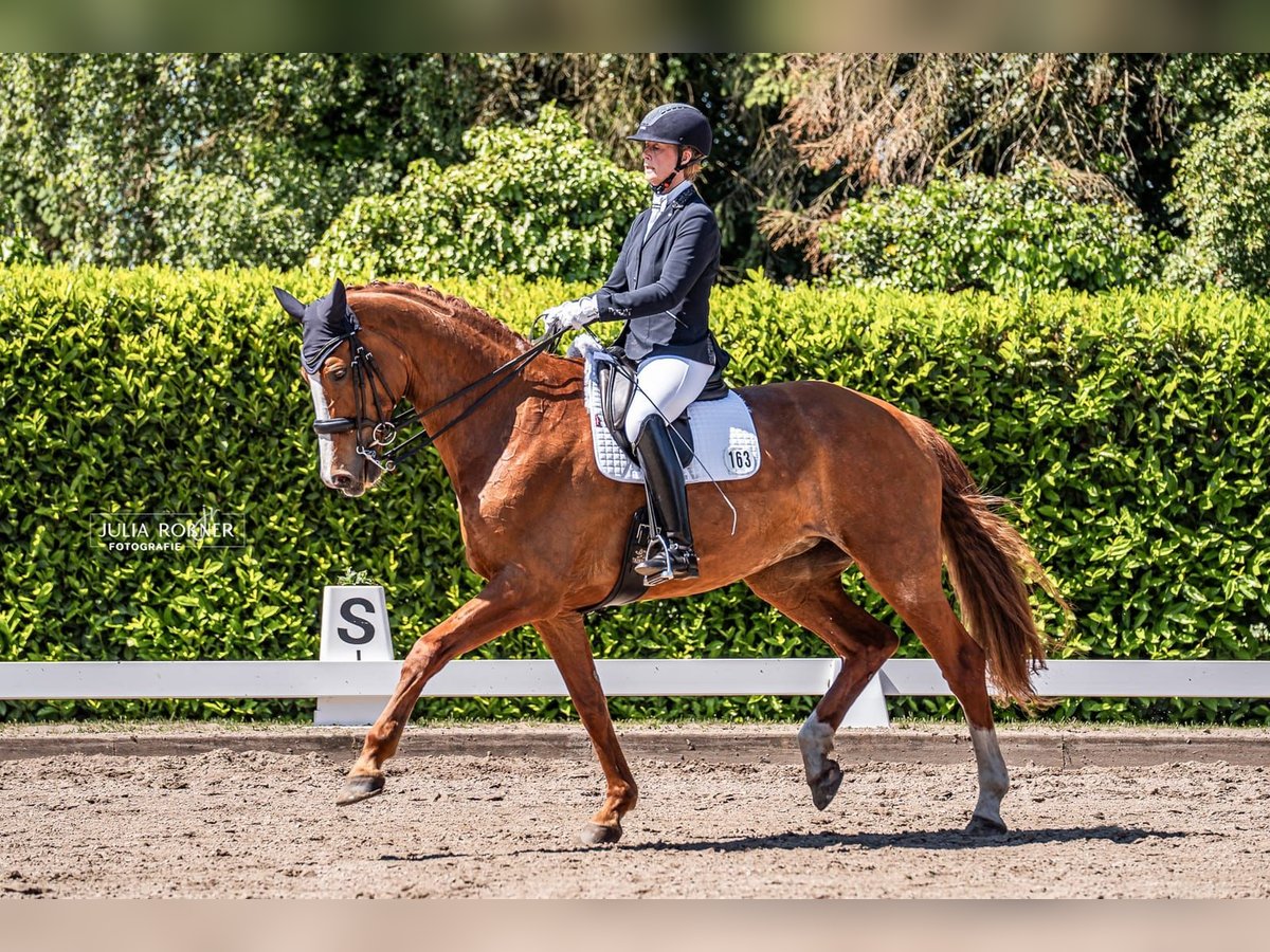 Hannoveraan Merrie 14 Jaar 176 cm Vos in Garbsen