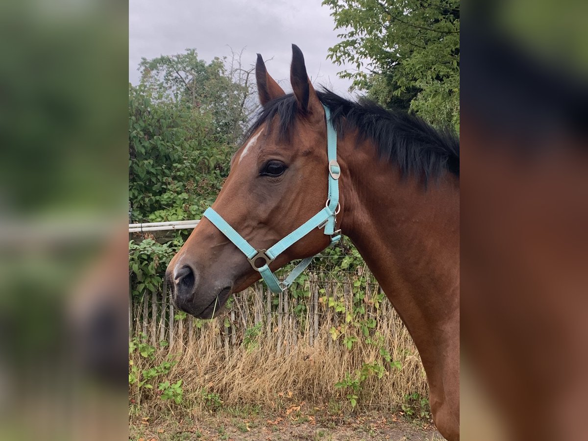 Hannoveraan Merrie 15 Jaar 163 cm Roodbruin in Offenbach