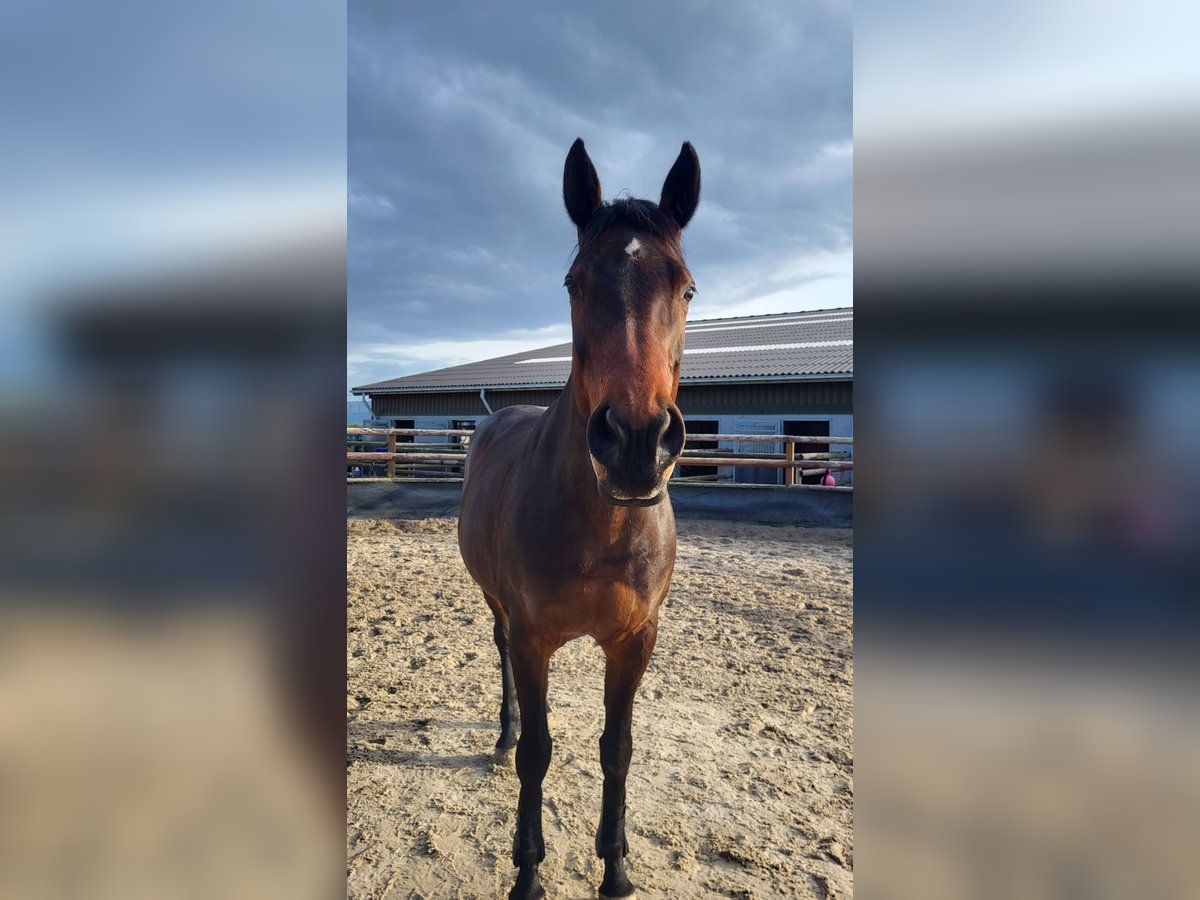 Hannoveraan Merrie 15 Jaar 164 cm in Köln