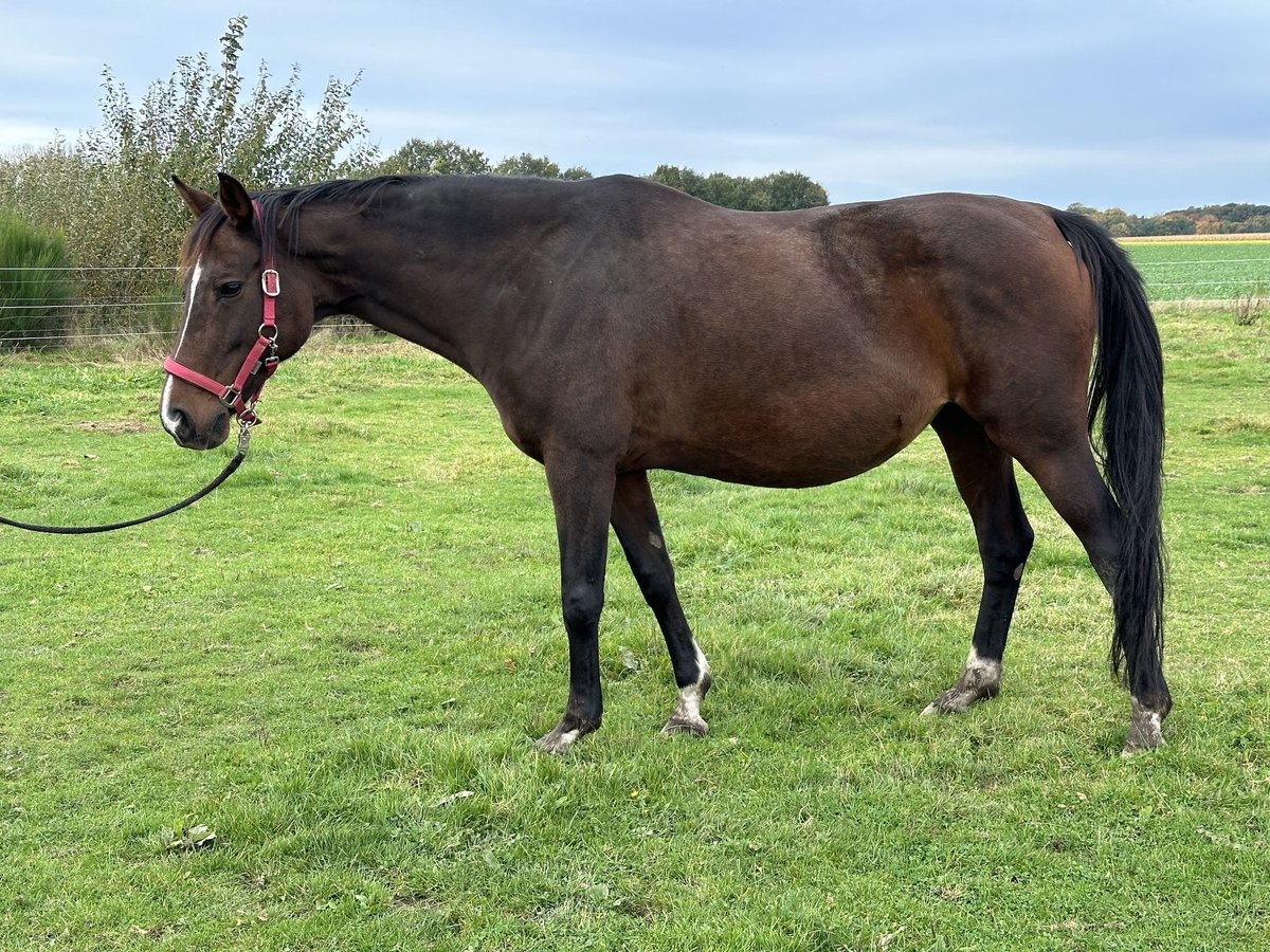 Hannoveraan Merrie 15 Jaar 166 cm Bruin in Twistringen