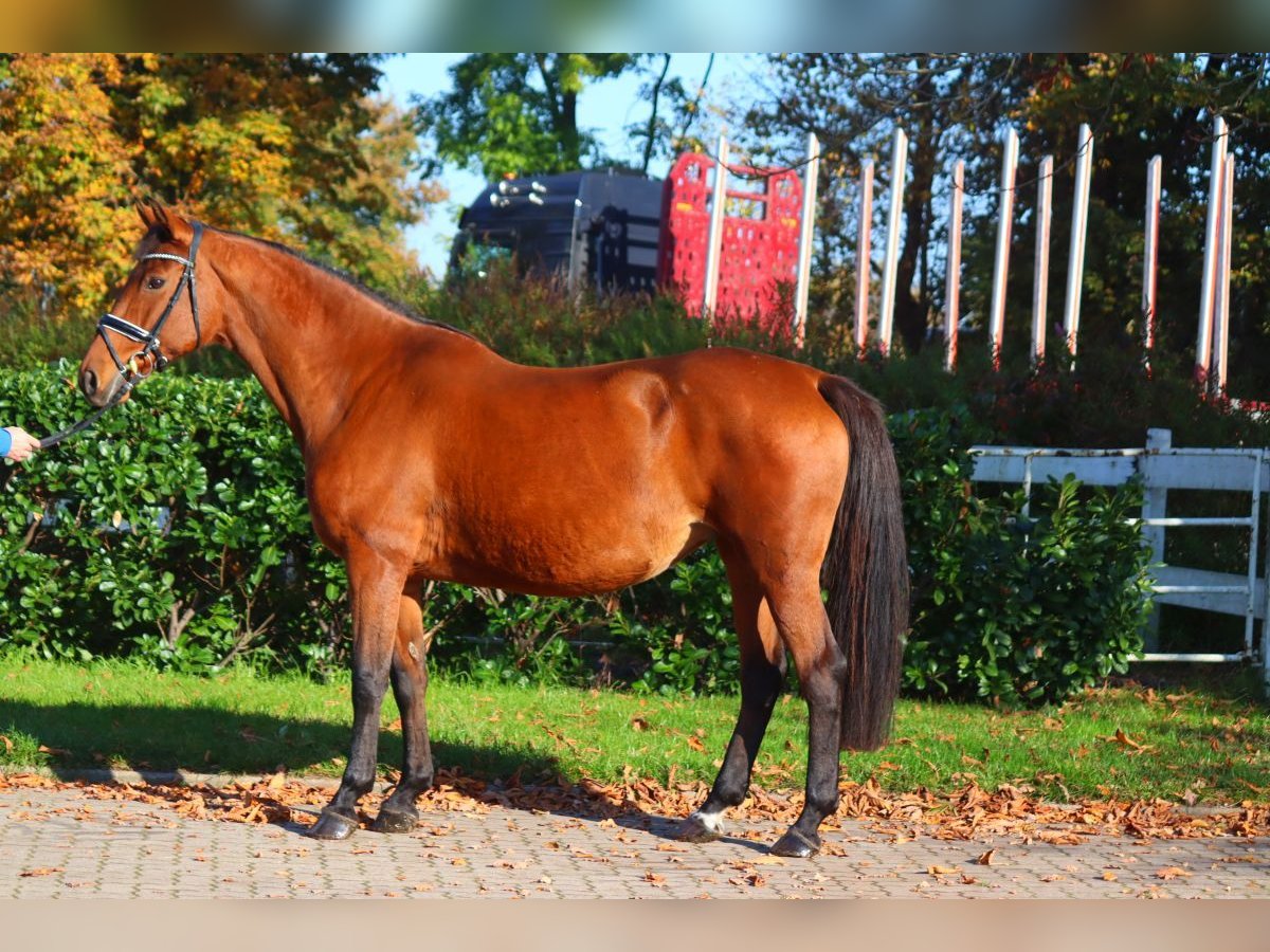 Hannoveraan Merrie 15 Jaar 167 cm Bruin in Selsingen