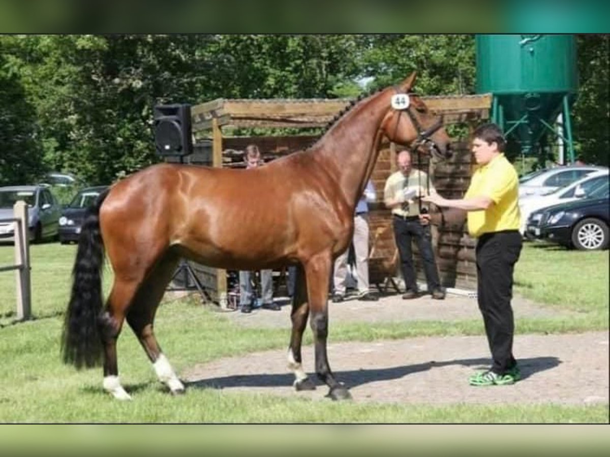 Hannoveraan Merrie 15 Jaar 170 cm Bruin in Esens