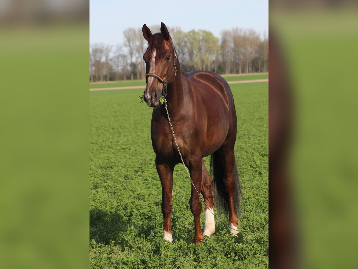 Hannoveraan Merrie 15 Jaar 170 cm Donkere-vos in Lunz am See