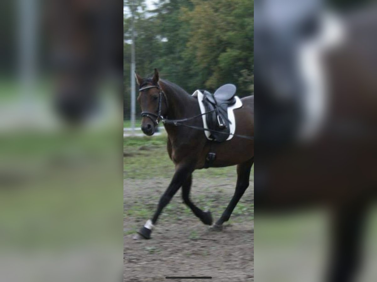 Hannoveraan Merrie 16 Jaar 164 cm Bruin in Norderstedt