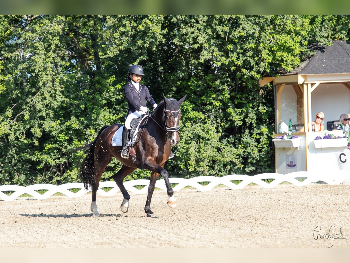 Hannoveraan Merrie 16 Jaar 165 cm Donkerbruin in Mistelbach