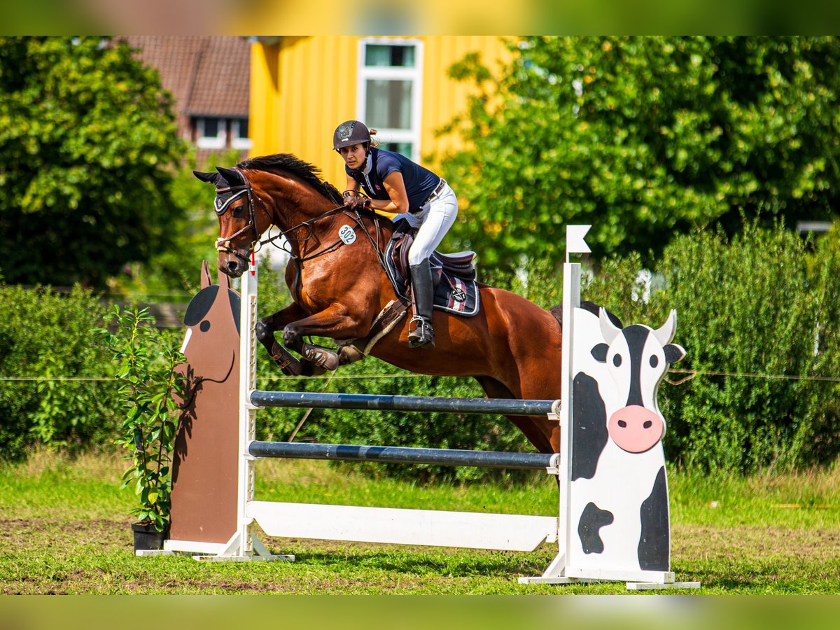 Hannoveraan Merrie 16 Jaar 166 cm Bruin in Cremlingen