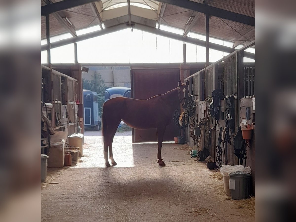 Hannoveraan Merrie 17 Jaar 167 cm Vos in Landesbergen