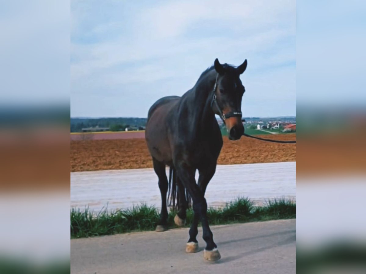Hannoveraan Merrie 17 Jaar 170 cm Donkerbruin in Ditzingen