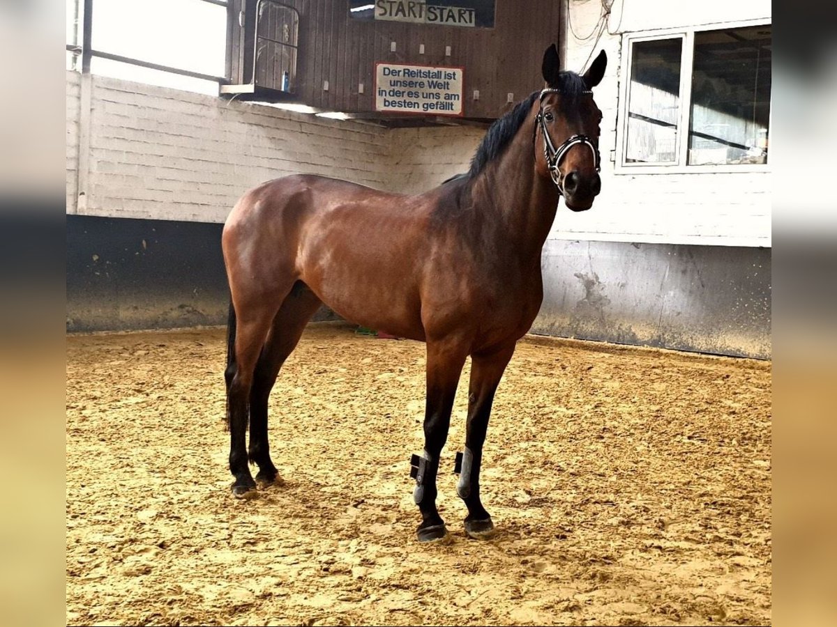 Hannoveraan Merrie 17 Jaar 172 cm Bruin in Jade