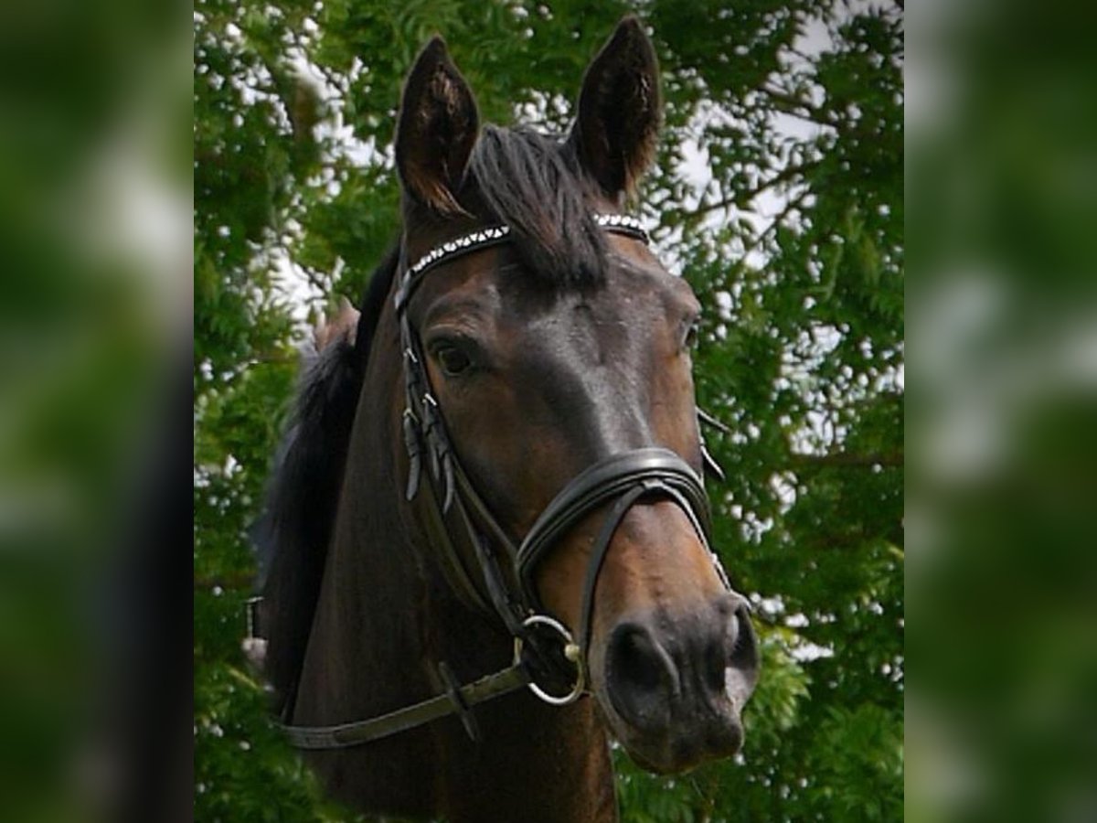 Hannoveraan Merrie 17 Jaar 172 cm Donkerbruin in Raisting